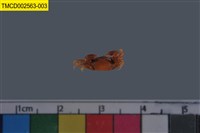 藏品(角眼切腹蟹)的圖片